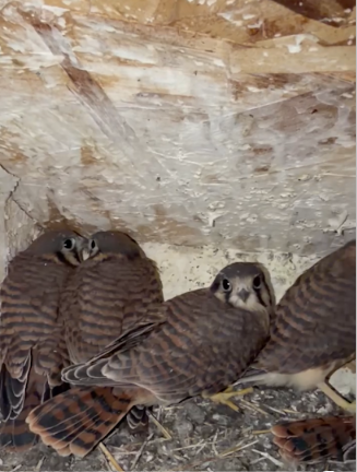 Five Young Falcons Moved Into Our New Home Before We Did
